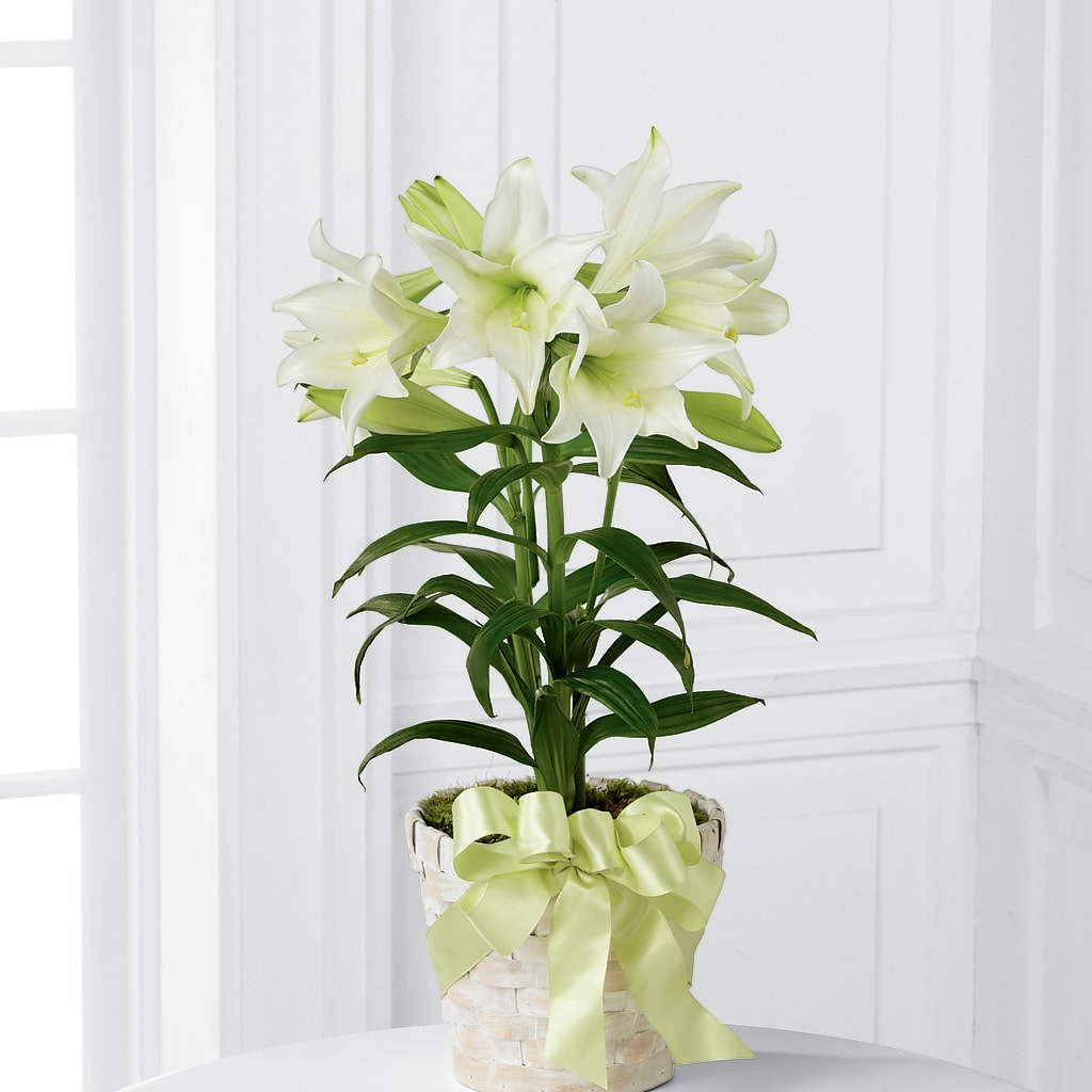 Easter Lily Plant – Kenyon Ave Floral Co Inc, Wakefield RI