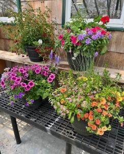 Outdoor Blooming Pot (Sun)