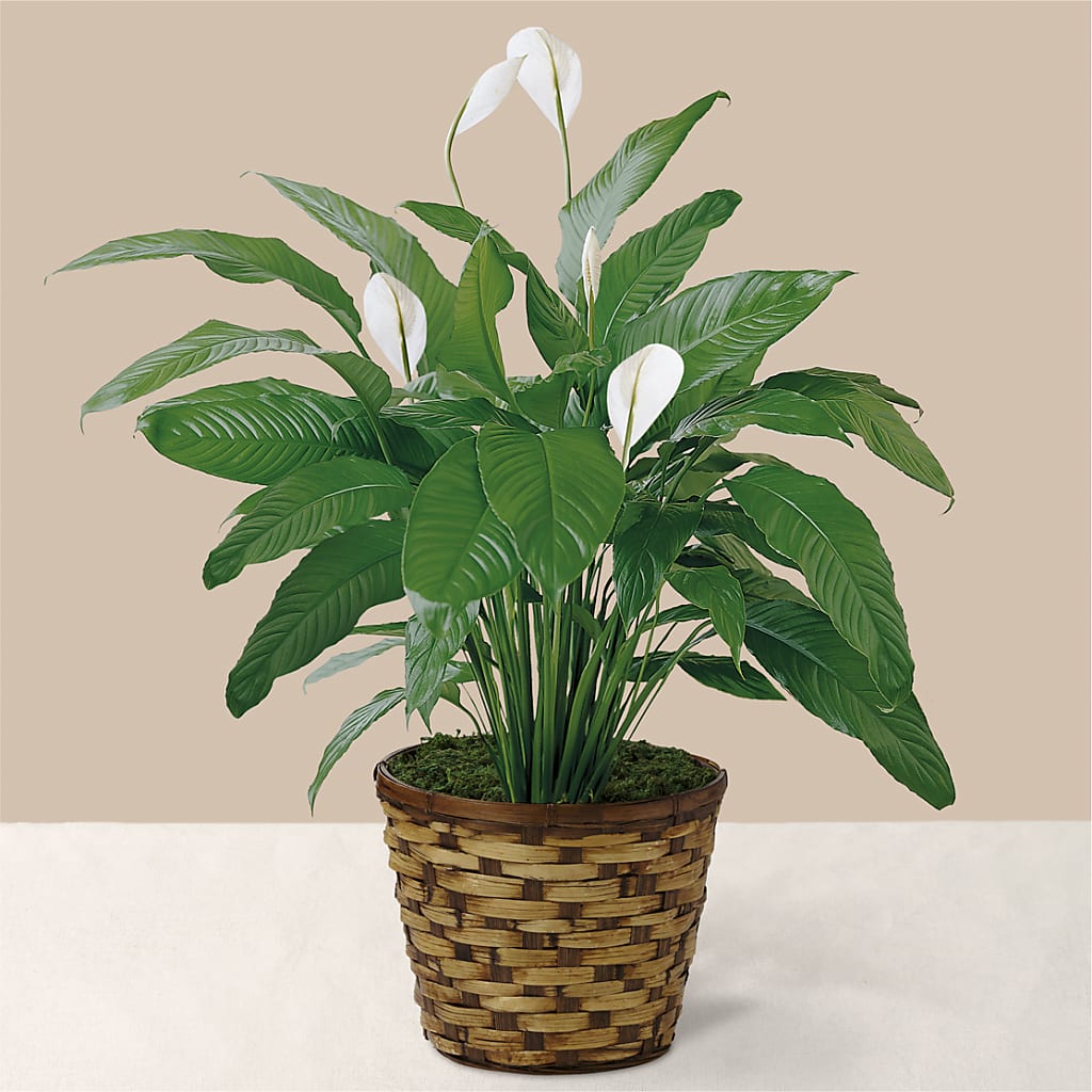 Tranquil Moments Peace Lily Plant – Kenyon Ave Floral Co Inc, Wakefield RI