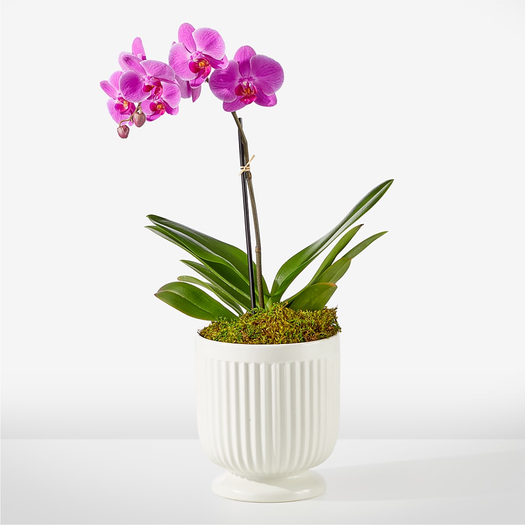 Friendly Fuchsia Orchid – Kenyon Ave Floral Co Inc, Wakefield RI