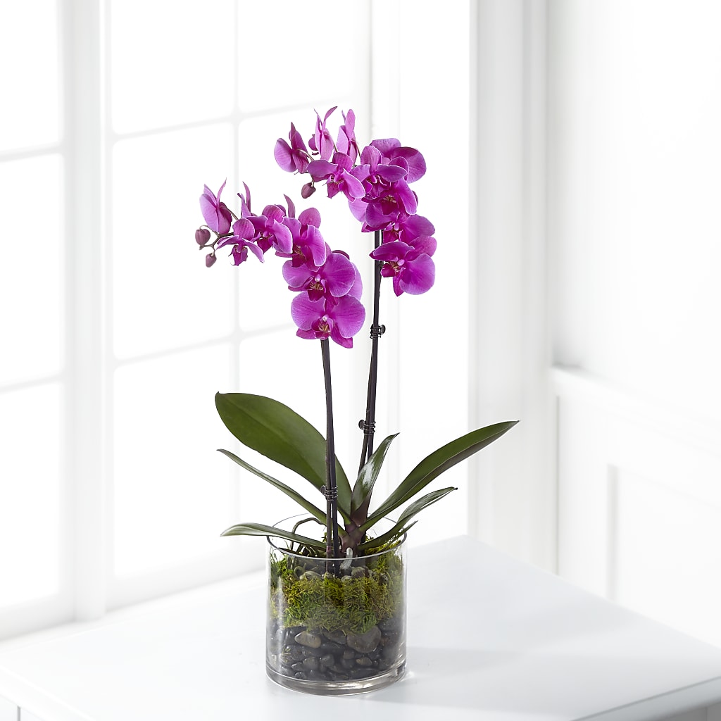 Pink Orchid Plant – Kenyon Ave Floral Co Inc, Wakefield RI