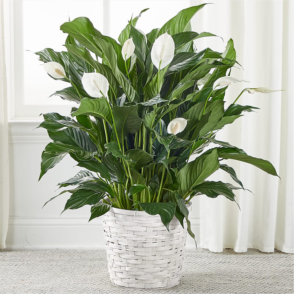 A New Leaf Peace Lily – Kenyon Ave Floral Co Inc, Wakefield RI