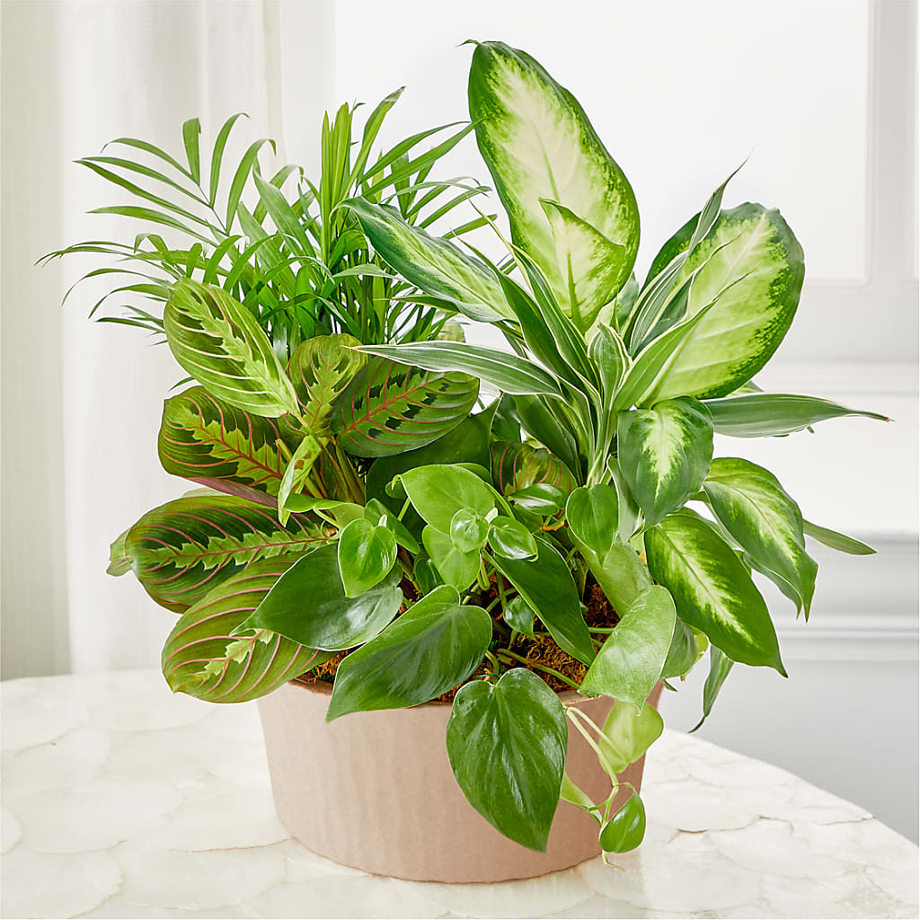 Balance & Harmony Dishgarden – Kenyon Ave Floral Co Inc, Wakefield RI