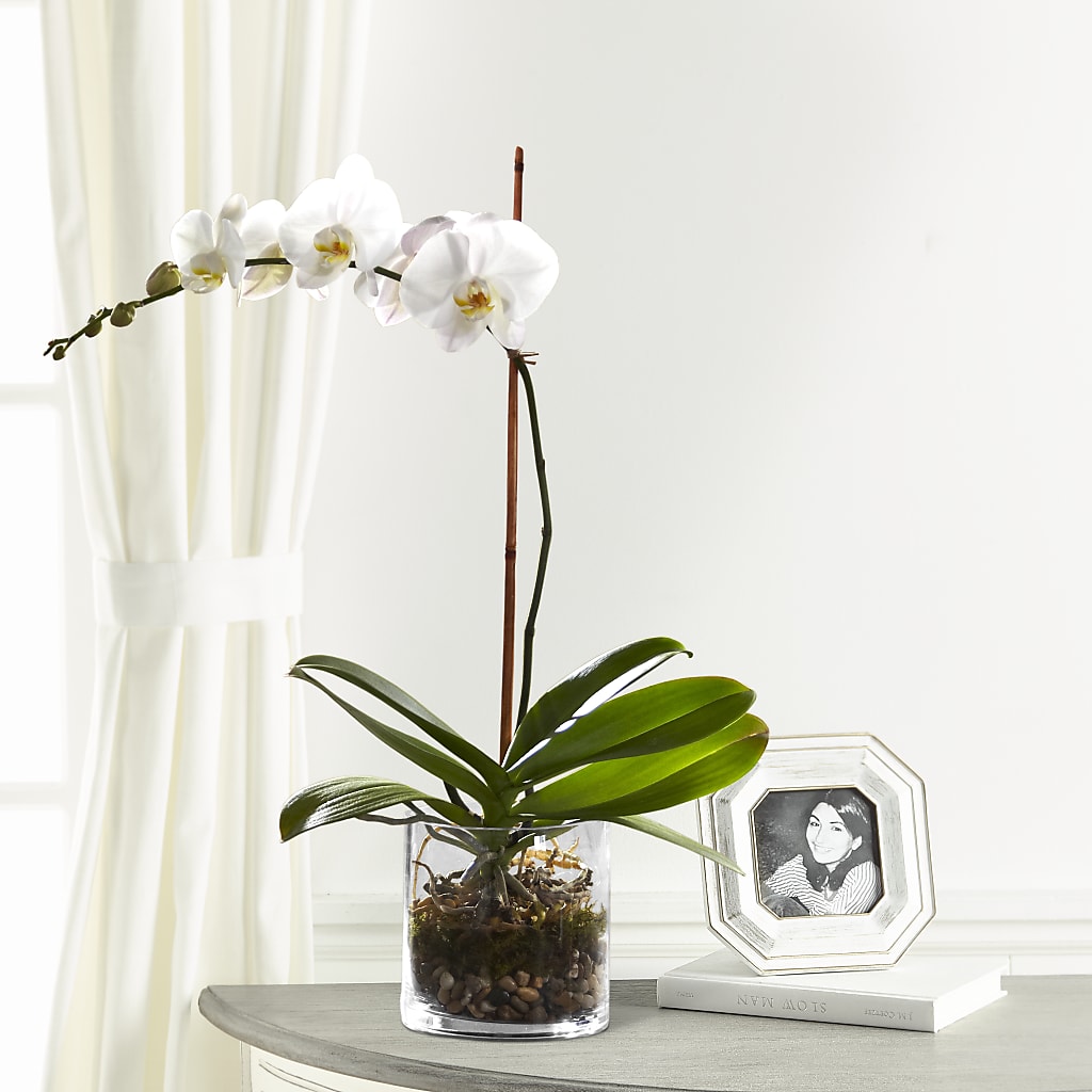 White Orchid Planter – Kenyon Ave Floral Co Inc, Wakefield RI