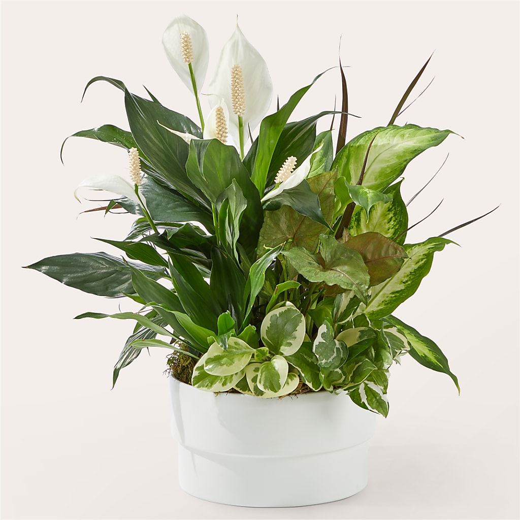 Radiating Positivity Dishgarden – Kenyon Ave Floral Co Inc, Wakefield RI