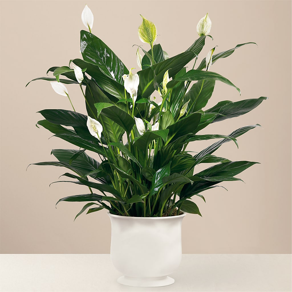 Comfort Planter –  Kenyon Ave Floral Co Inc, Wakefield RI