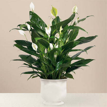 Comfort Planter –  Kenyon Ave Floral Co Inc, Wakefield RI