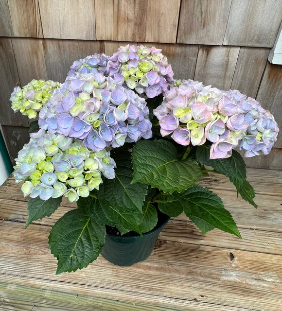 Plants flowers in Wakefield, RI | Kenyon Ave Floral Co Inc – Local