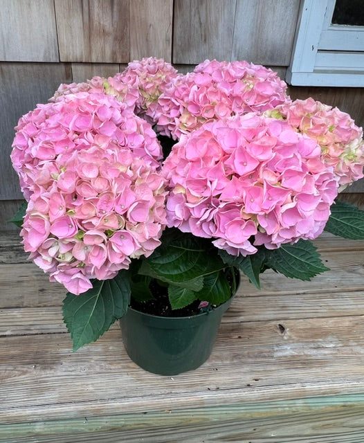 Pink Hydrangea Plant