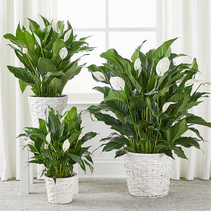 A New Leaf Peace Lily –  Kenyon Ave Floral Co Inc, Wakefield RI
