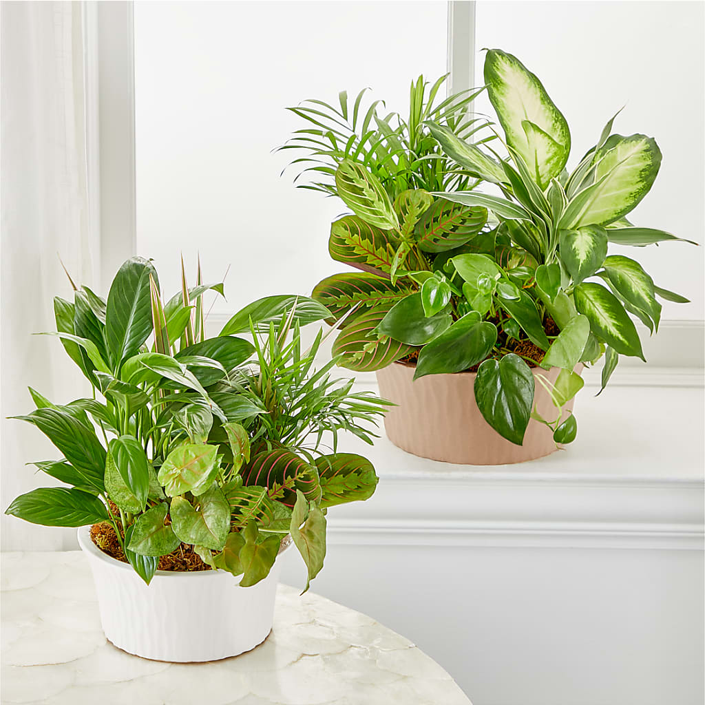 Balance & Harmony Dishgarden –  Kenyon Ave Floral Co Inc, Wakefield RI