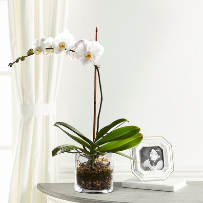 White Orchid Planter –  Kenyon Ave Floral Co Inc, Wakefield RI