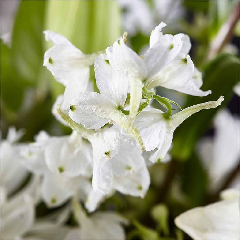 Classic Ivory – A Florist Original –  Kenyon Ave Floral Co Inc, Wakefield RI